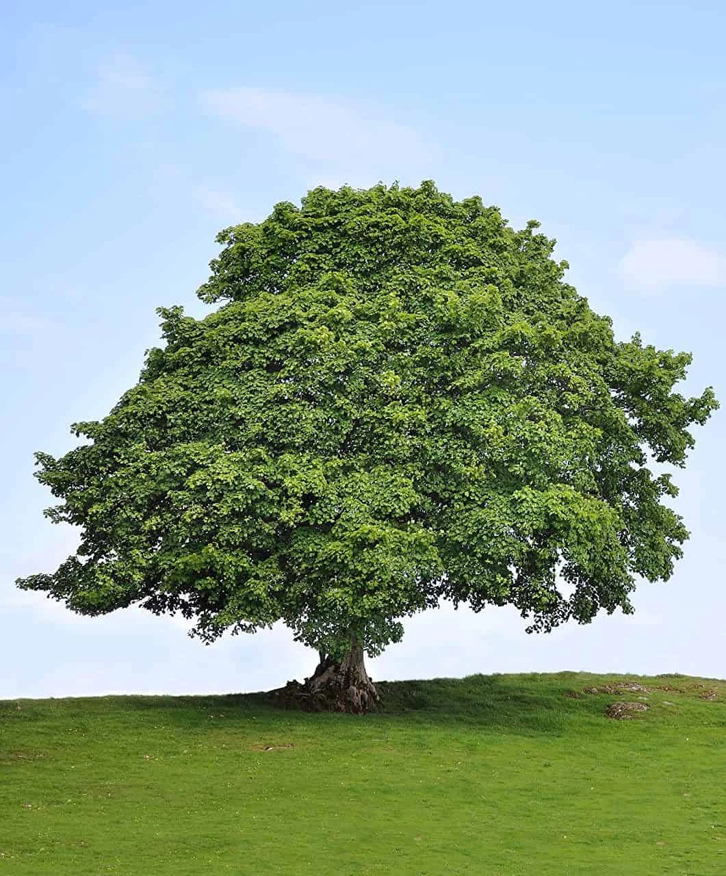 Sycamore Tree Seedlings For Planting 1-2 Feet Tall Live Tree Plan