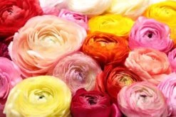 20 Ranunculus Mix Color Bulbs For Planting - Ships From Iowa, USA
