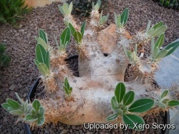 Pachypodium Densiflorum | Live Plant | Free Shipping - Image 2