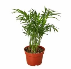 Parlor Palm - Low-Light Indoor Palm Plant | Easy Care | Free Shipping | 4-inch Pot