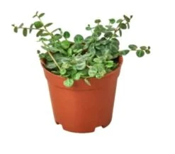 Peperomia Prostrata 'String Of Turtles' | 4-inch Pot