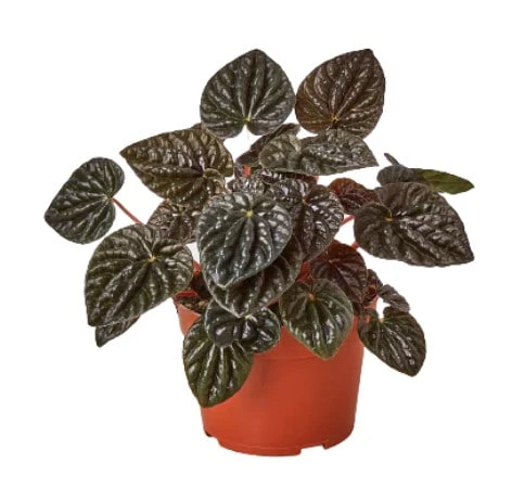 Peperomia Ripple Red - Rare Peperomia With Red Ripple Leaves | 4-inch Pot