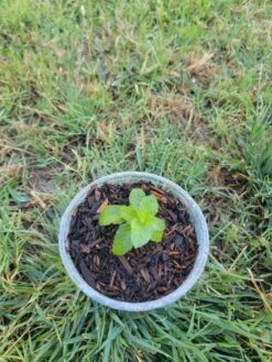 Peppermint Plant