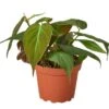 Philodendron 'Velvet' - Rare Houseplant | Easy Care | Free Shipping | 4-inch Pot