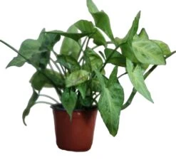 Syngonium Podophyllum 'Bold Illusion'