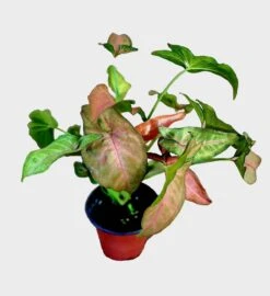 Regina Red Syngonium