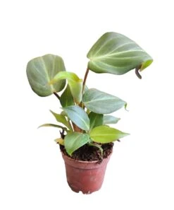 Philodendron Gloriosum