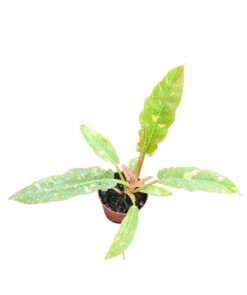 Philodendron Ring Of Fire