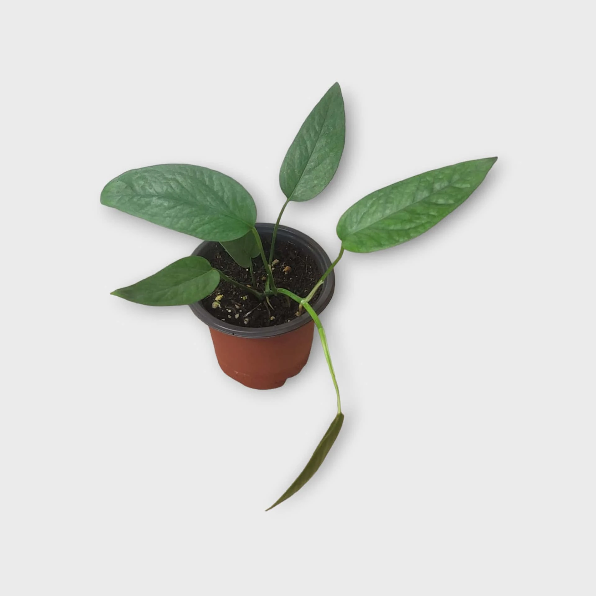 Pothos Cebu Blue - 4" Or 6" LIVE Potted Plant - Image 2