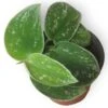 Scindapsus Silvery Anne - Silver Pothos - LIVE Potted 4" Plant - Scindapsus Pictus - FREE SHIPPING