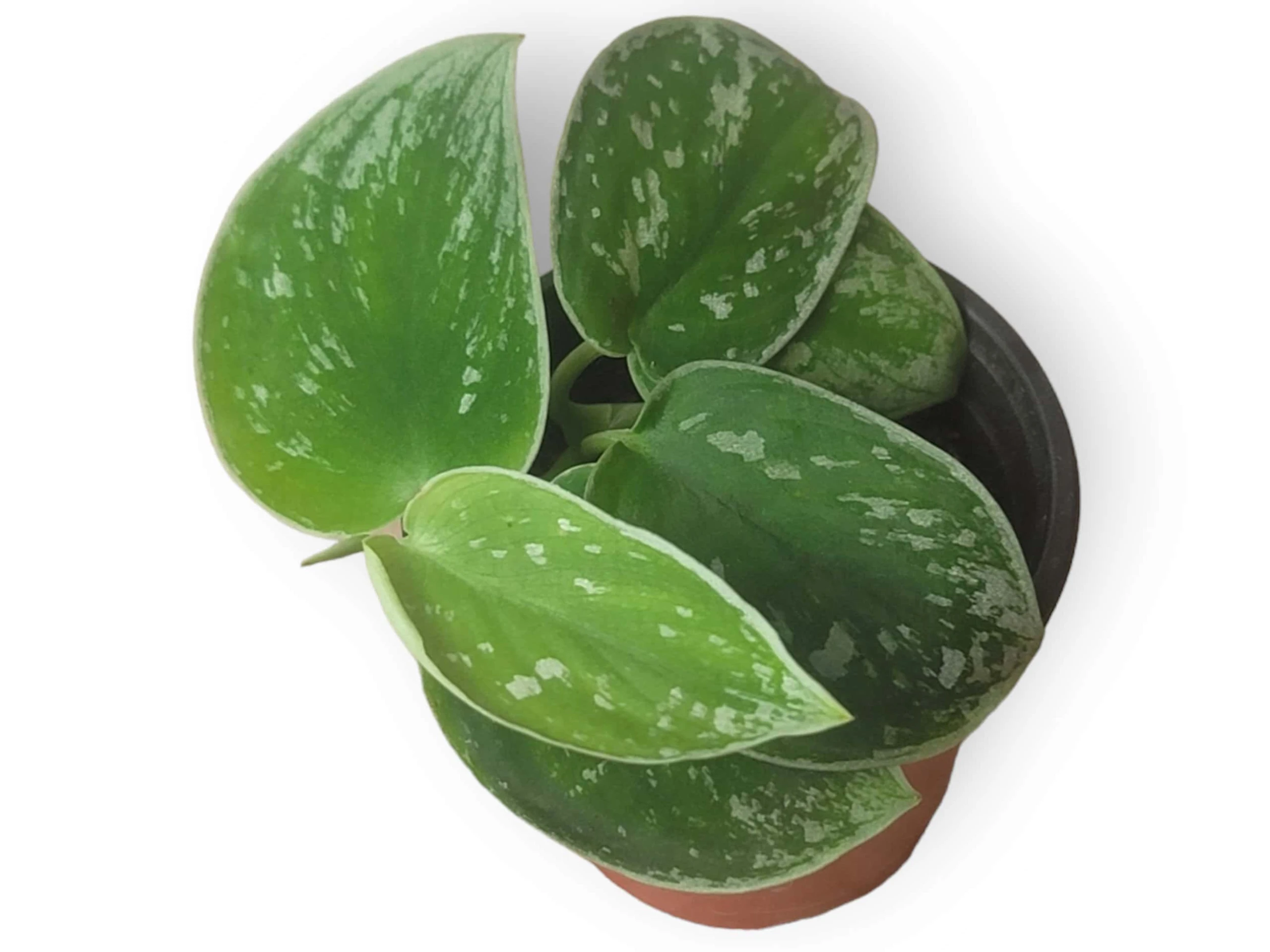 Scindapsus Silvery Anne - Silver Pothos - LIVE Potted 4" Plant - Scindapsus Pictus - FREE SHIPPING