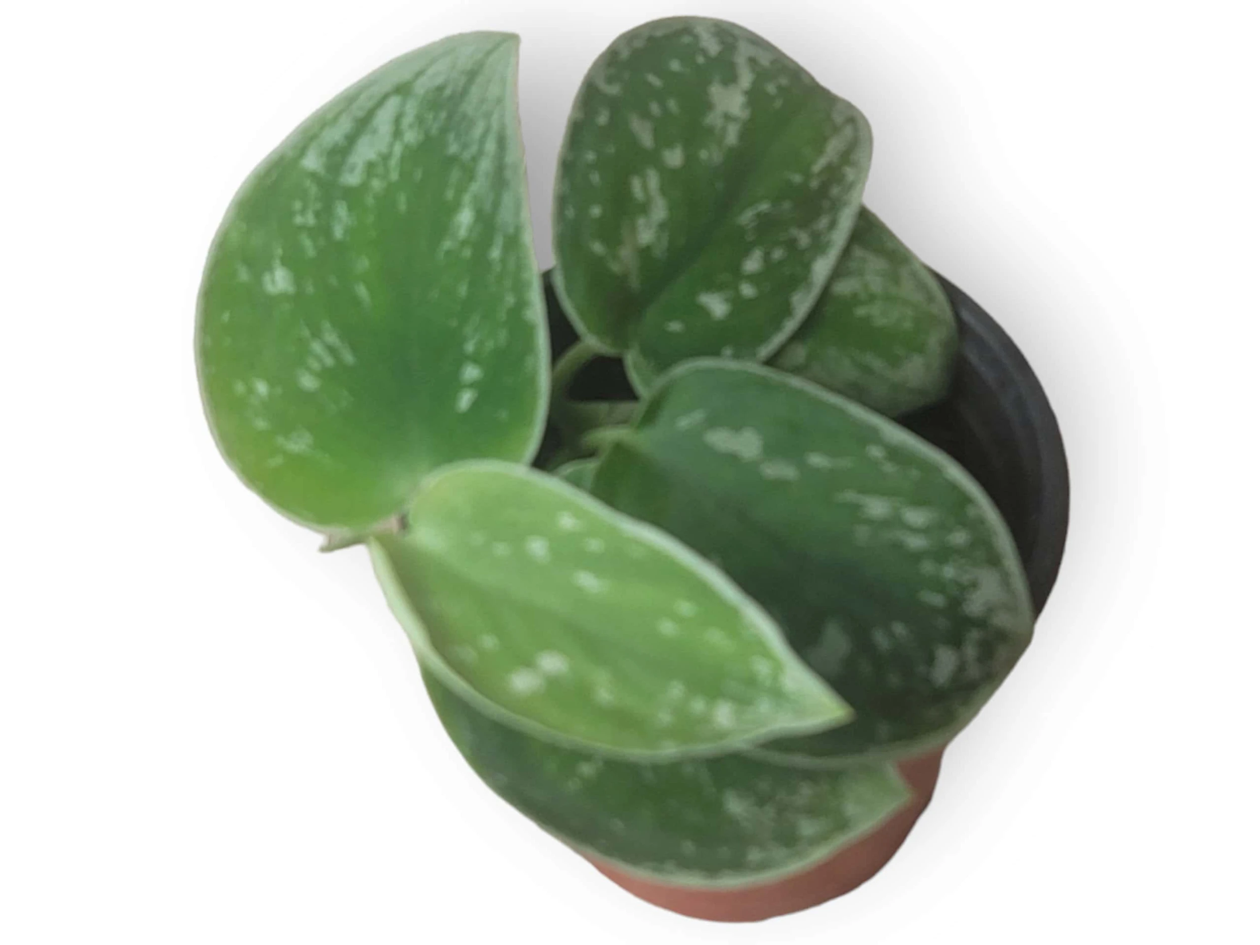 Scindapsus Silvery Anne - Silver Pothos - LIVE Potted 4" Plant - Scindapsus Pictus - FREE SHIPPING - Image 3