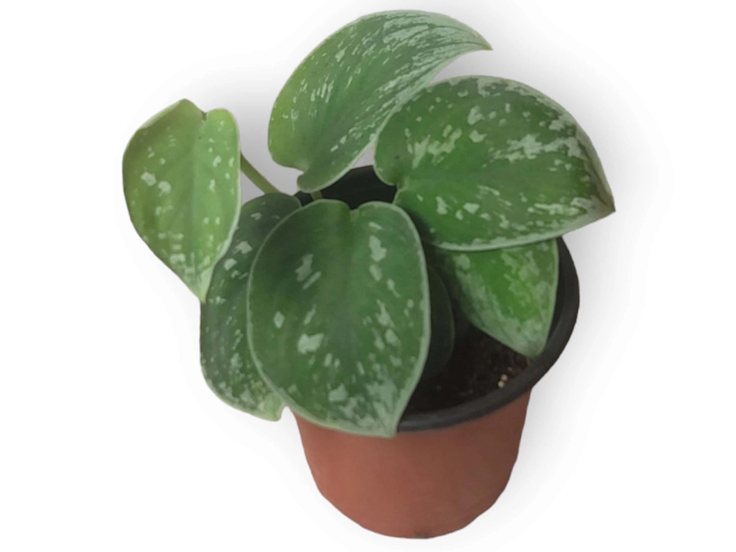 Scindapsus Silvery Anne - Silver Pothos - LIVE Potted 4" Plant - Scindapsus Pictus - FREE SHIPPING - Image 4