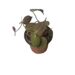 Philodendron Micans - Vining Philodendron - LIVE 4" Micans Philodendron - FREE SHIPPING