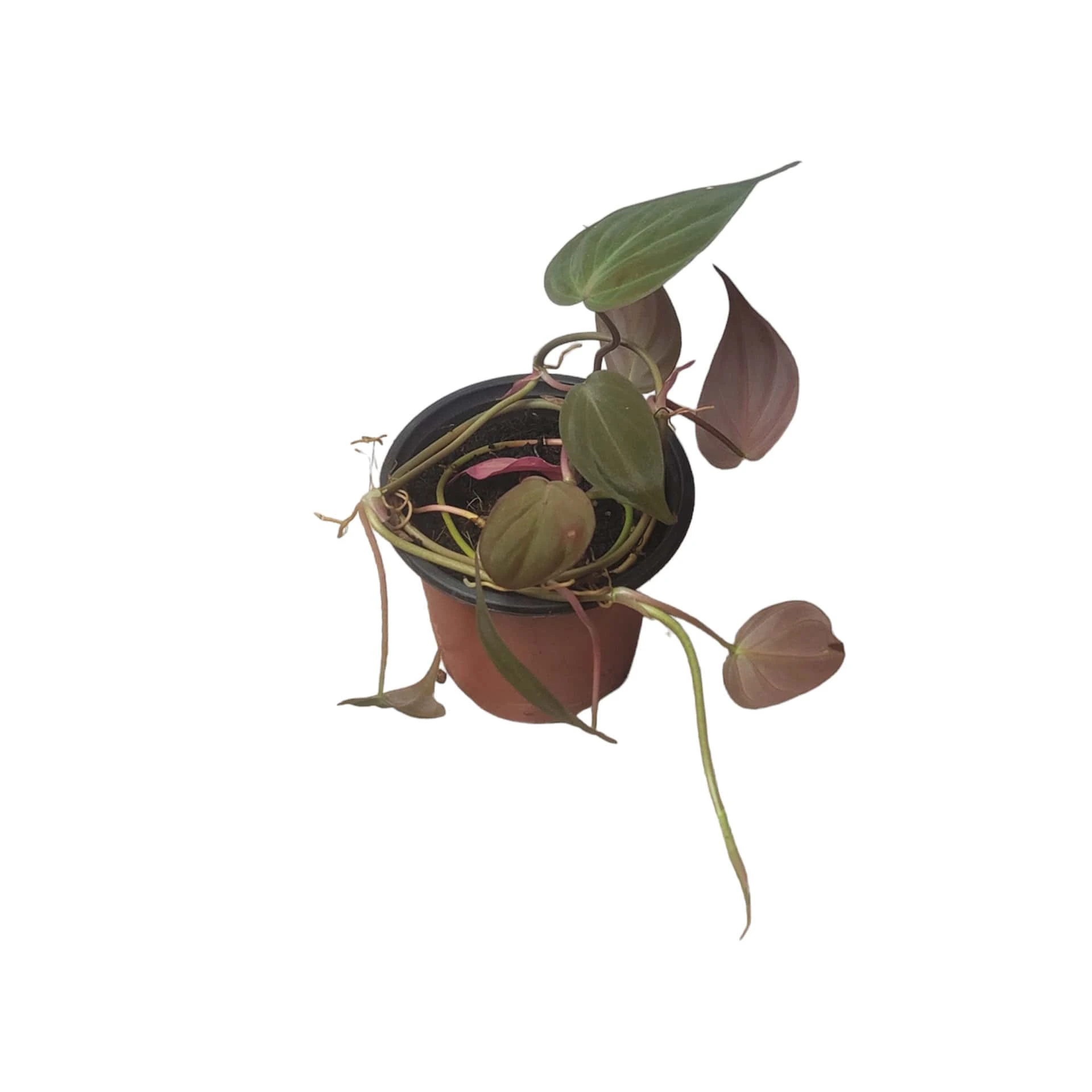 Philodendron Micans - Vining Philodendron - LIVE 4" Micans Philodendron - FREE SHIPPING - Image 19