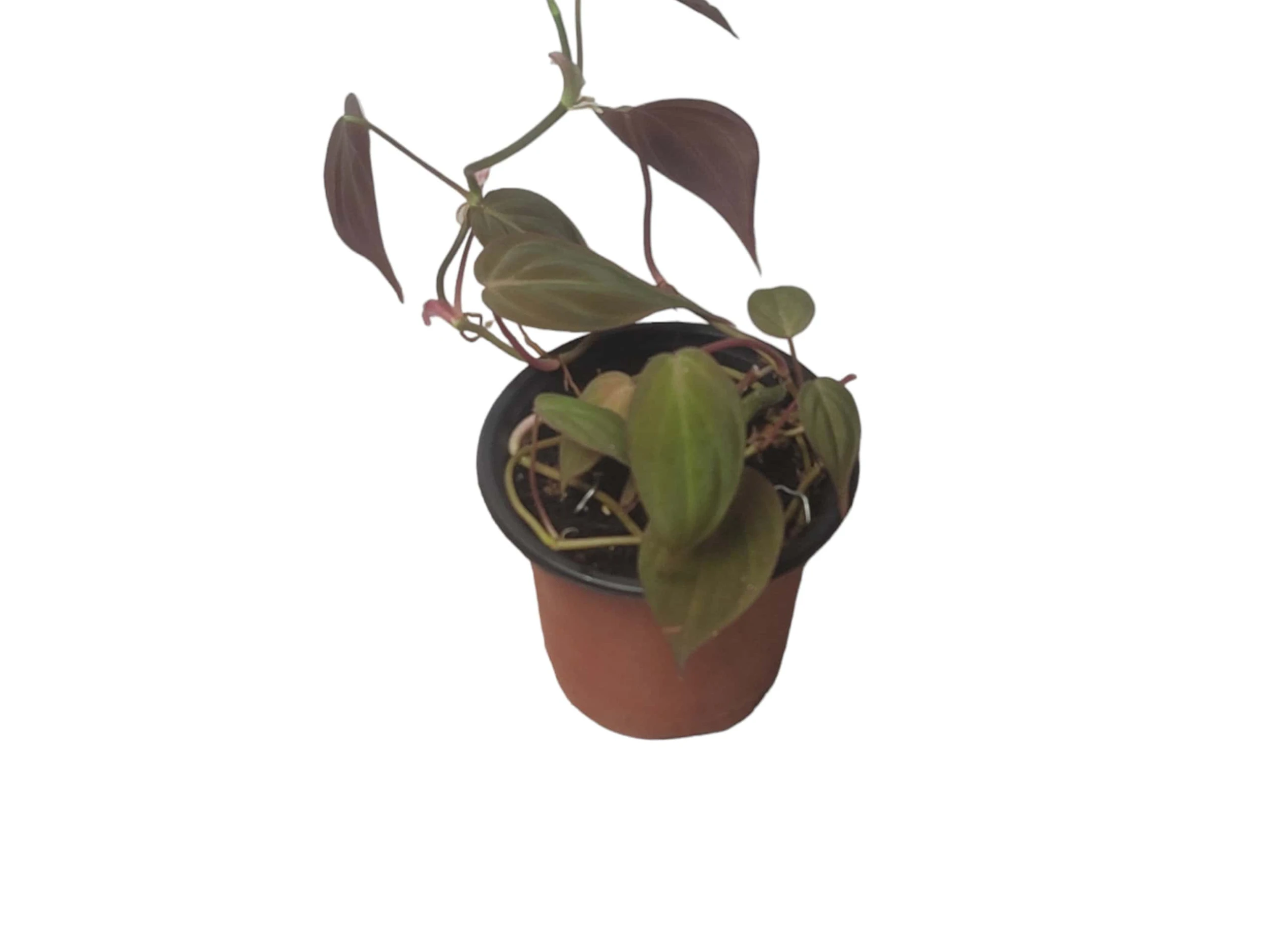 Philodendron Micans - Vining Philodendron - LIVE 4" Micans Philodendron - FREE SHIPPING - Image 12