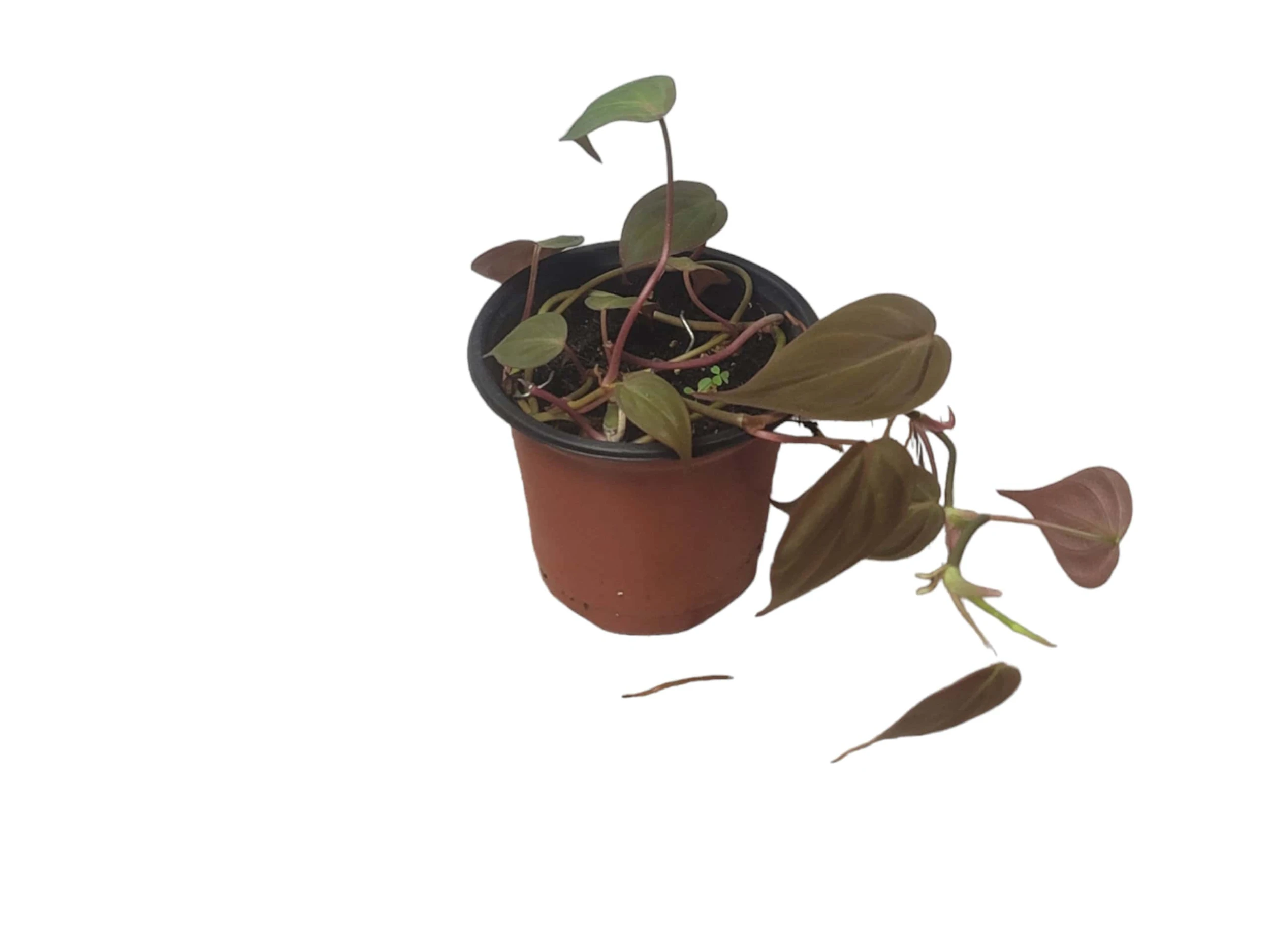 Philodendron Micans - Vining Philodendron - LIVE 4" Micans Philodendron - FREE SHIPPING - Image 11