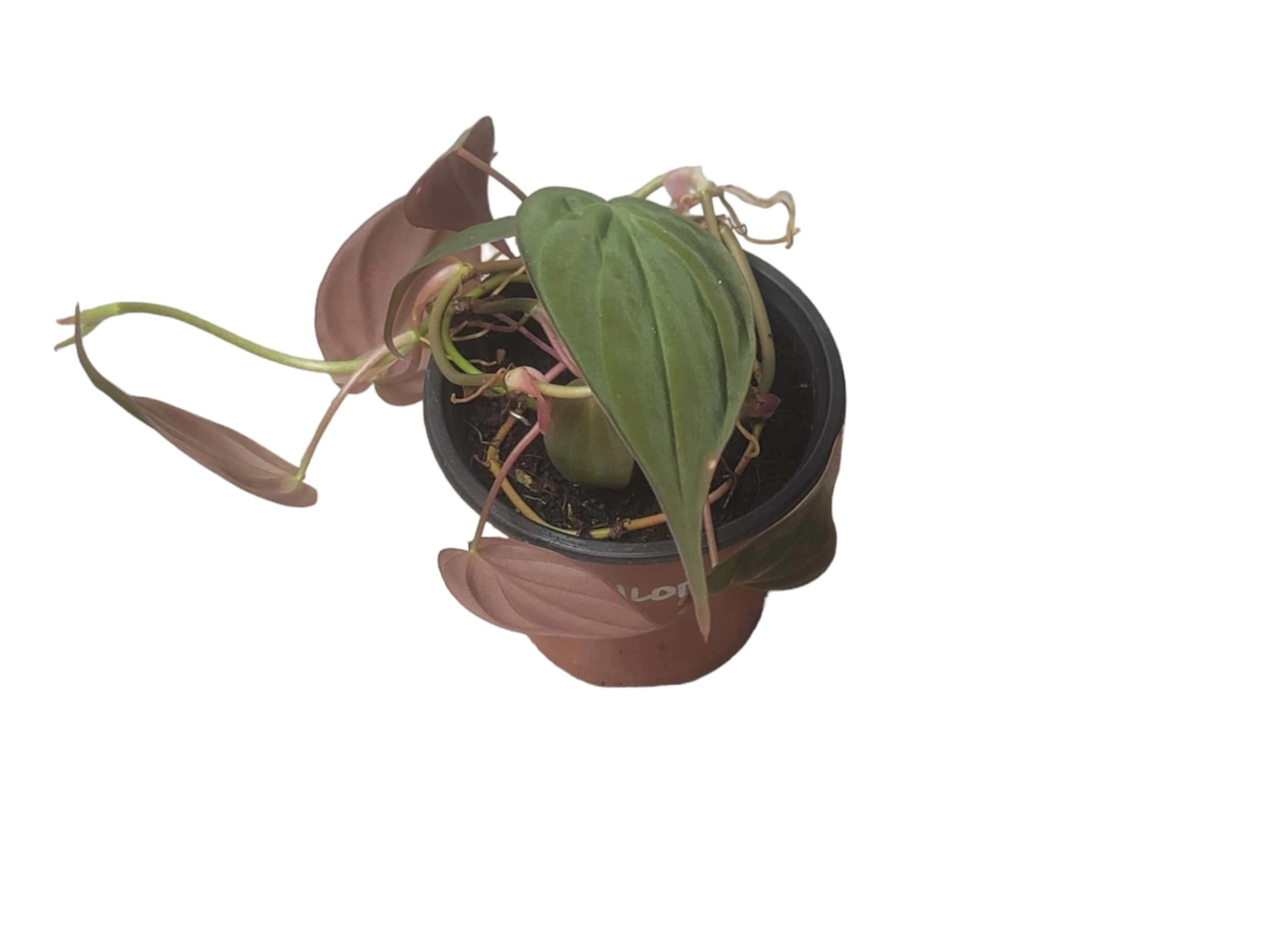 Philodendron Micans - Vining Philodendron - LIVE 4" Micans Philodendron - FREE SHIPPING - Image 10