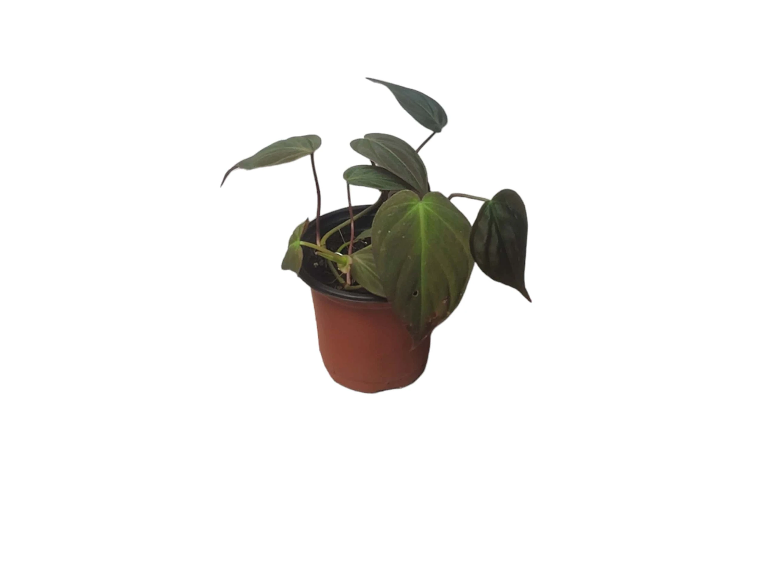 Philodendron Micans - Vining Philodendron - LIVE 4" Micans Philodendron - FREE SHIPPING - Image 4