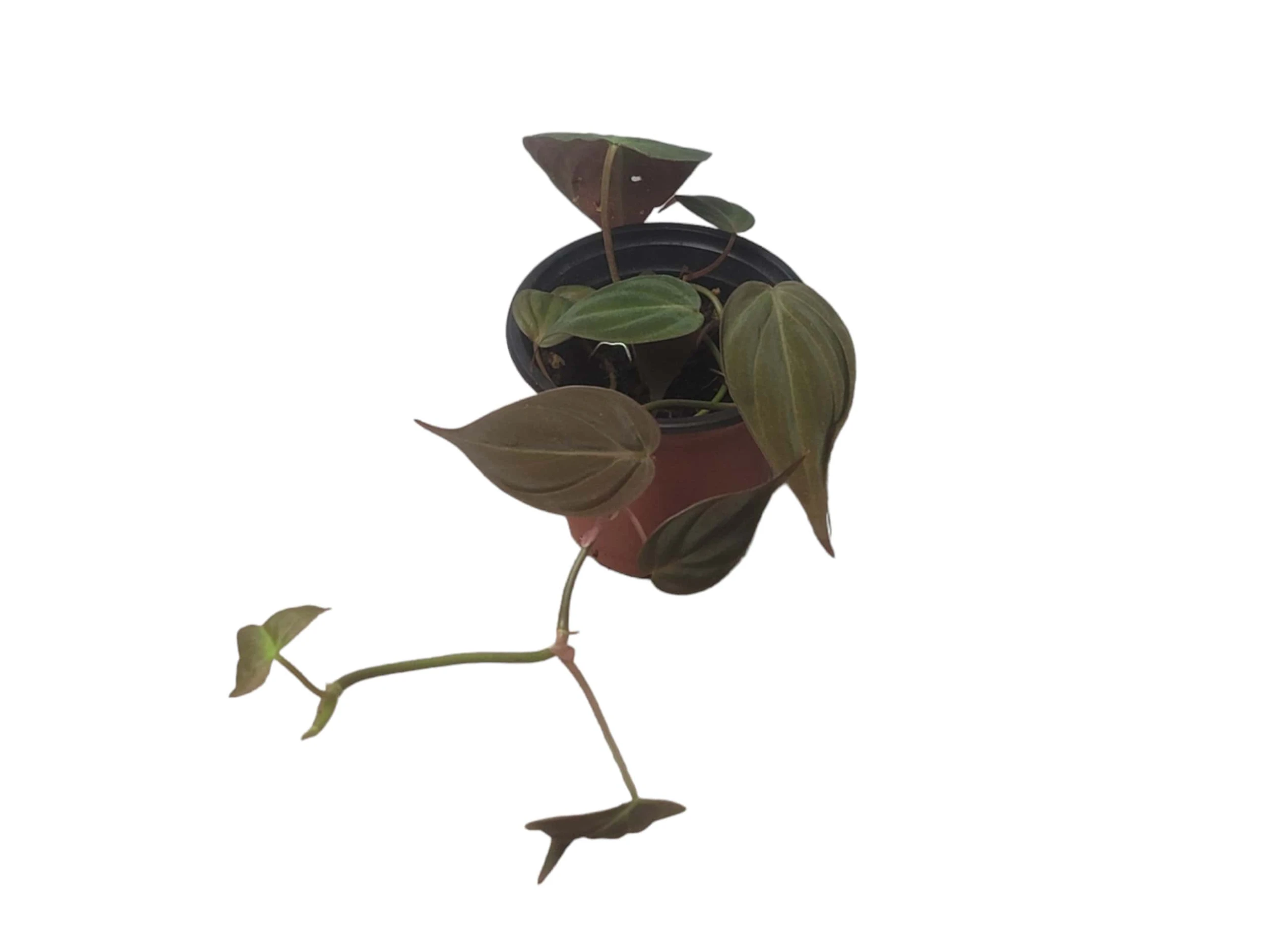 Philodendron Micans - Vining Philodendron - LIVE 4" Micans Philodendron - FREE SHIPPING - Image 2