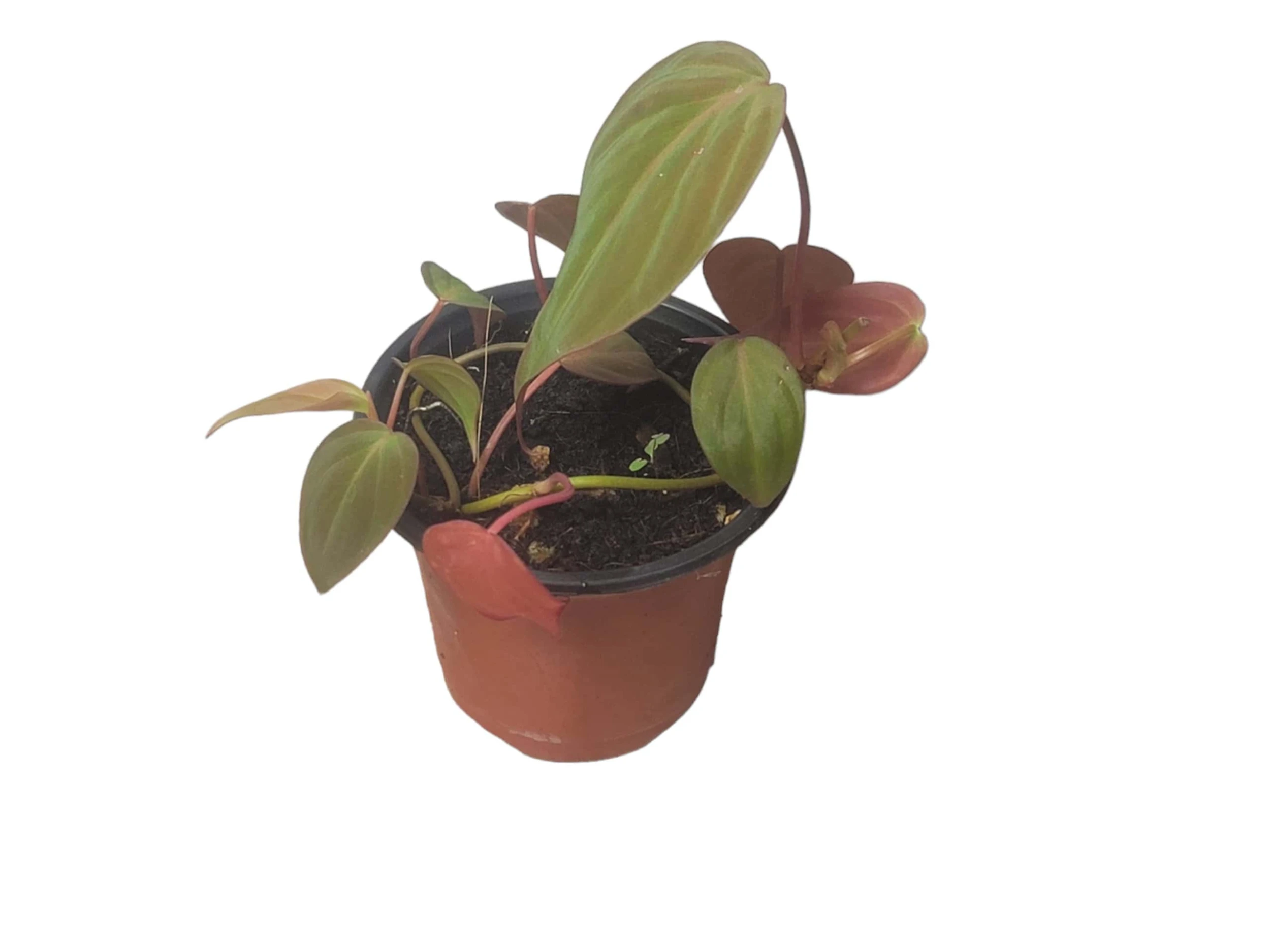 Philodendron Micans - Vining Philodendron - LIVE 4" Micans Philodendron - FREE SHIPPING - Image 7