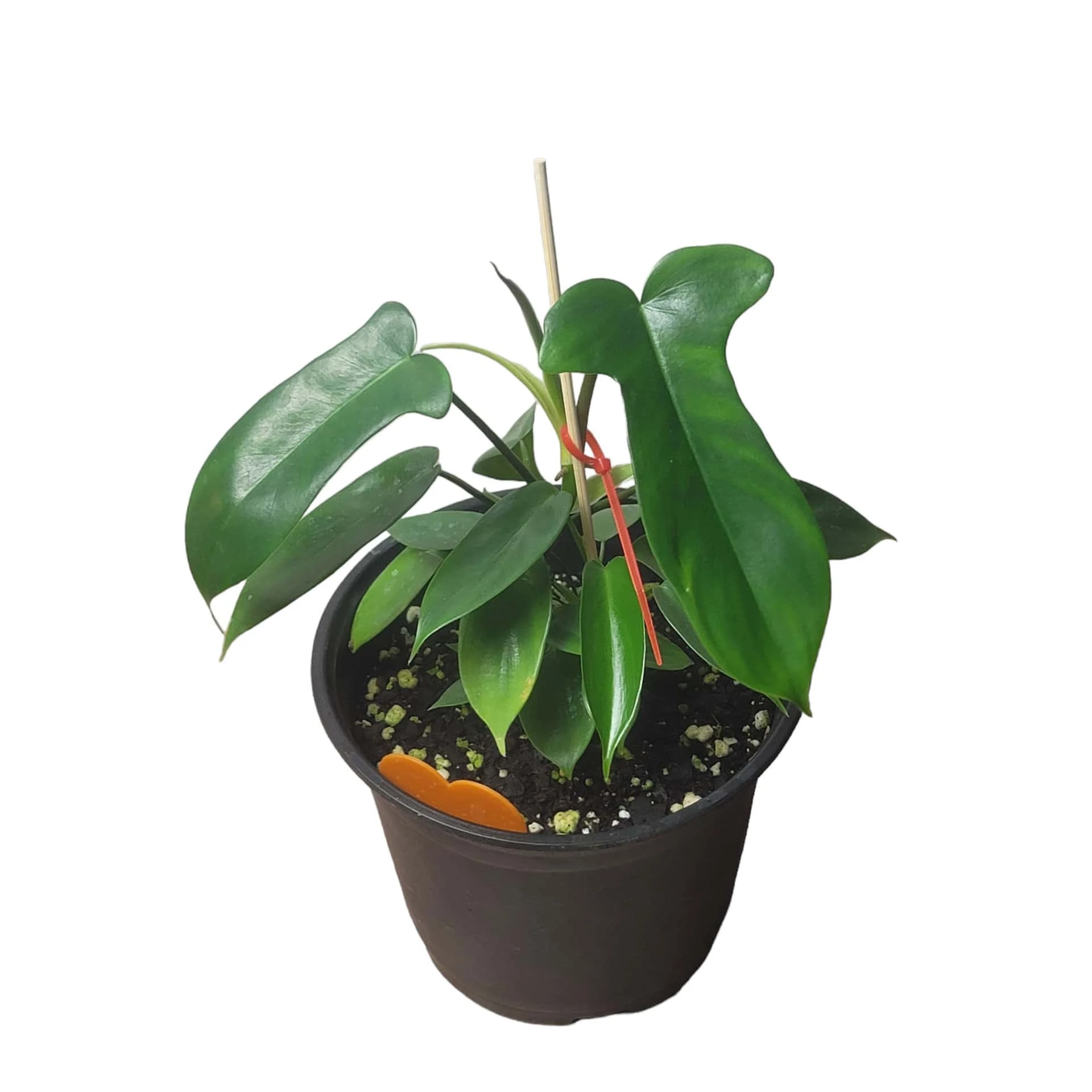 Philodendron Florida - LIVE 4" Or 6" Potted Plant - FREE SHIPPING - Image 14