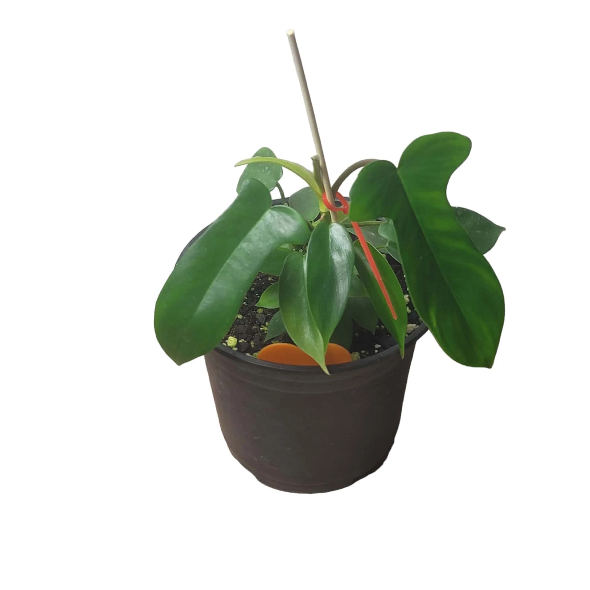 Philodendron Florida - LIVE 4" Or 6" Potted Plant - FREE SHIPPING - Image 16