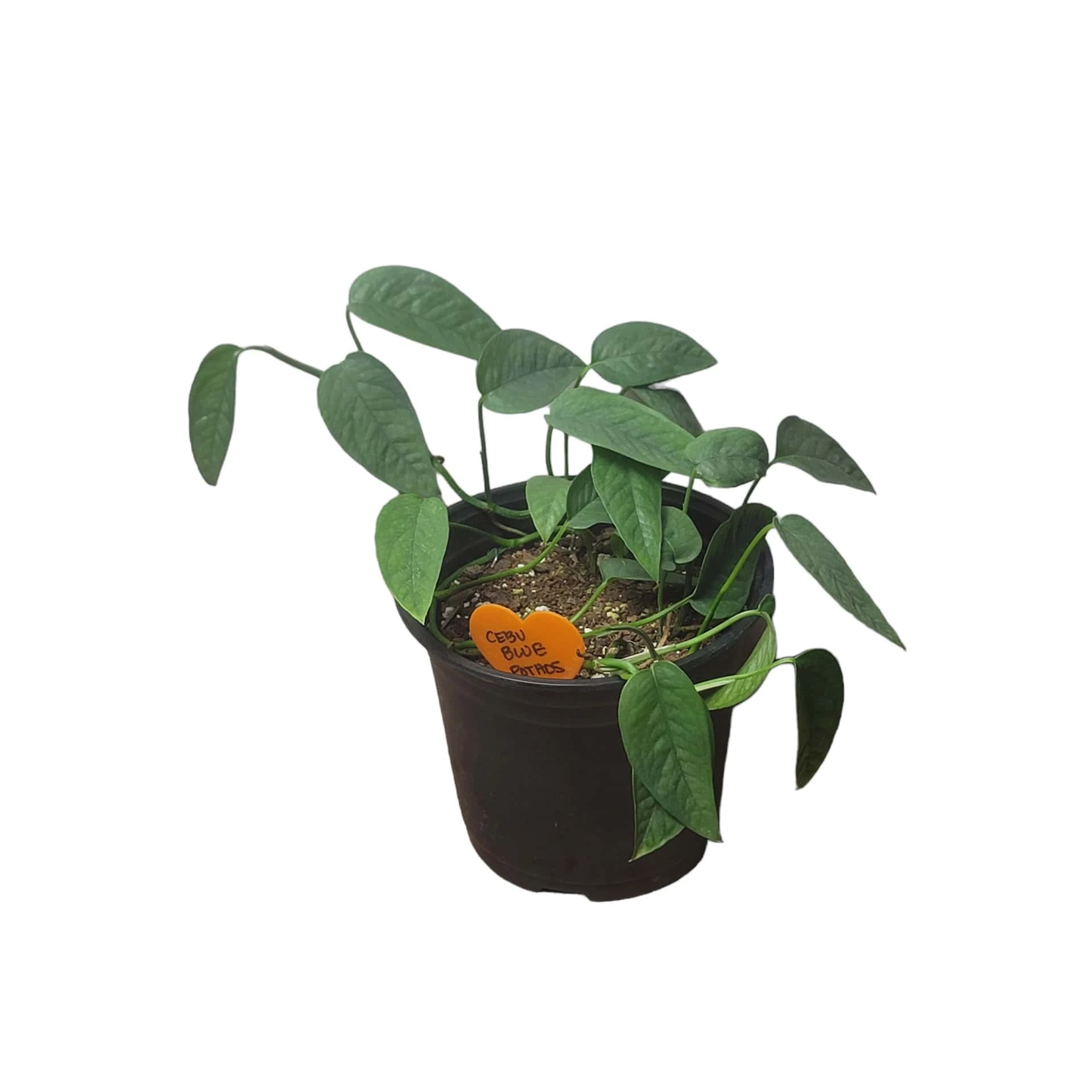 Pothos Cebu Blue - 4" Or 6" LIVE Potted Plant - Image 3