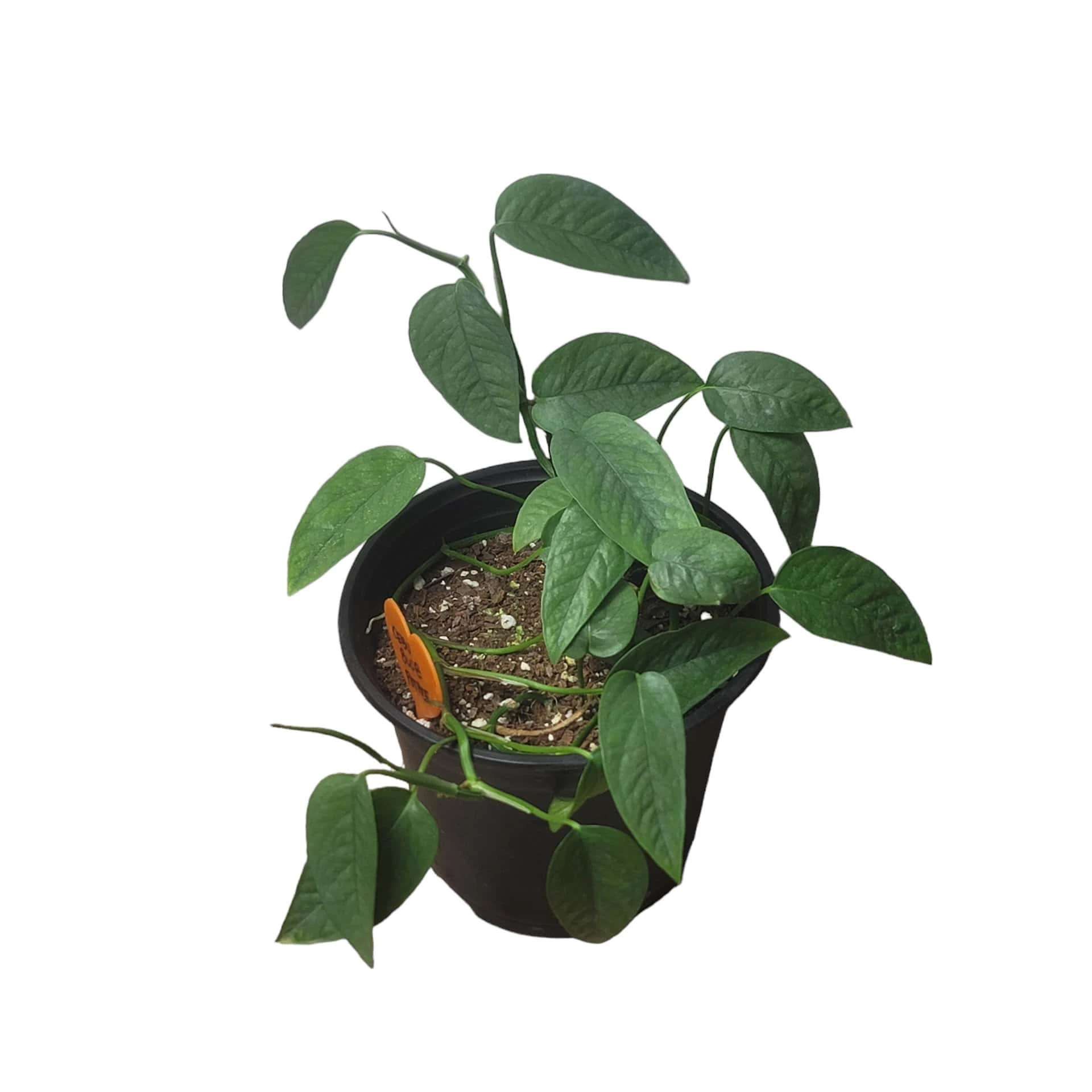 Pothos Cebu Blue - 4" Or 6" LIVE Potted Plant - Image 4