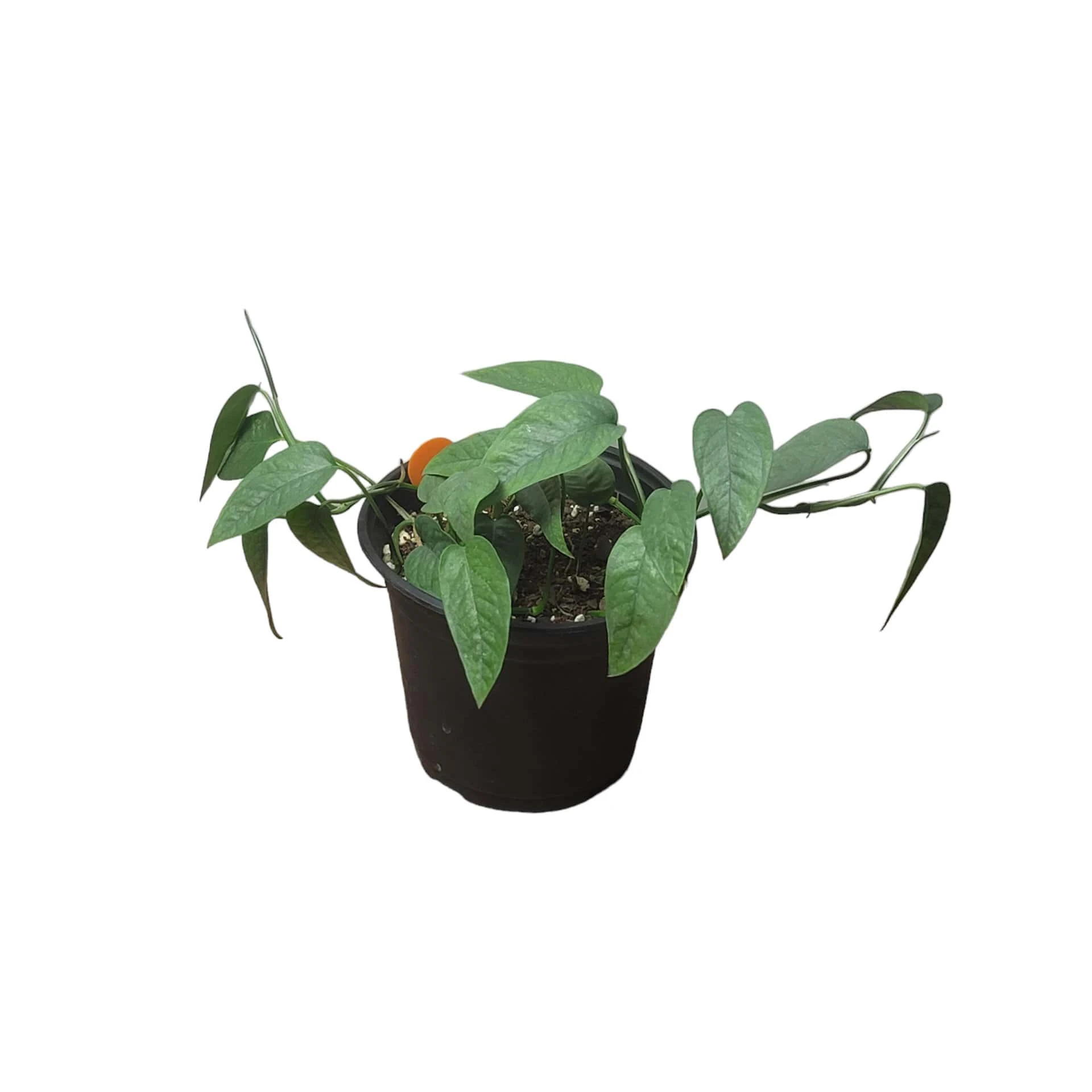 Pothos Cebu Blue - 4" Or 6" LIVE Potted Plant - Image 5