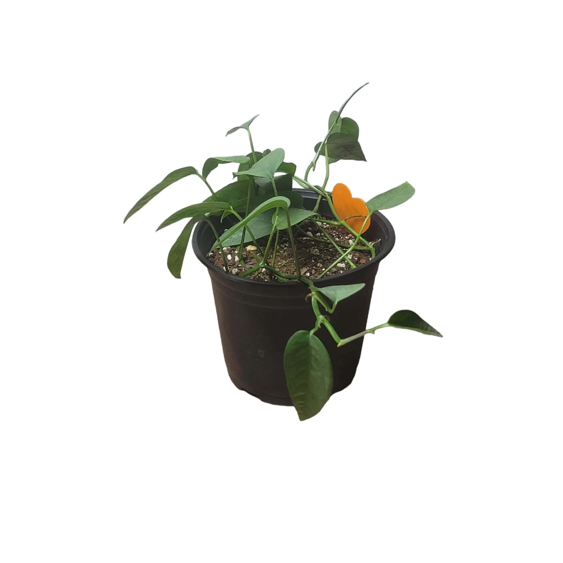 Pothos Cebu Blue - 4" Or 6" LIVE Potted Plant - Image 6