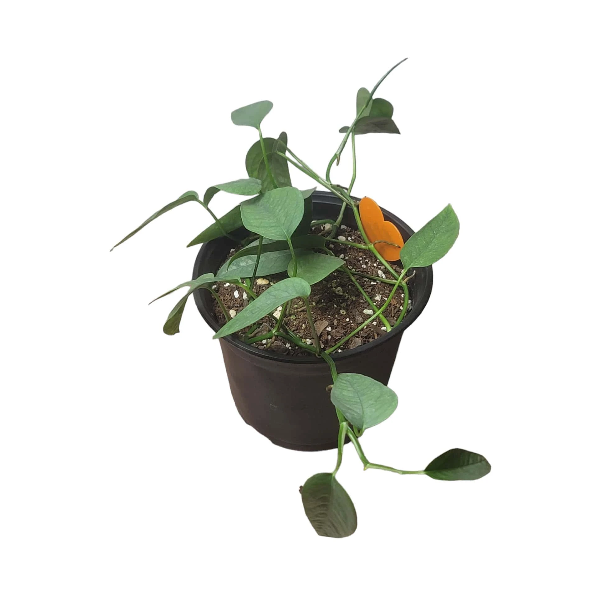 Pothos Cebu Blue - 4" Or 6" LIVE Potted Plant - Image 7