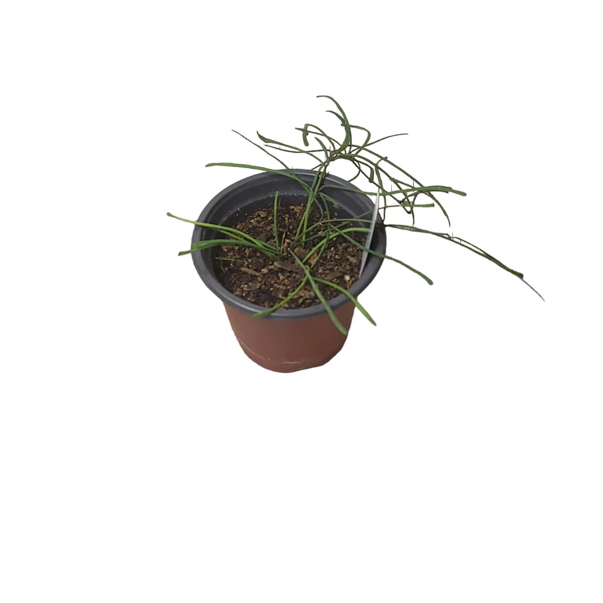 Hoya Retusa - LIVE 4" Potted Plant - Rare Plants - FREE SHIPPING - Image 6