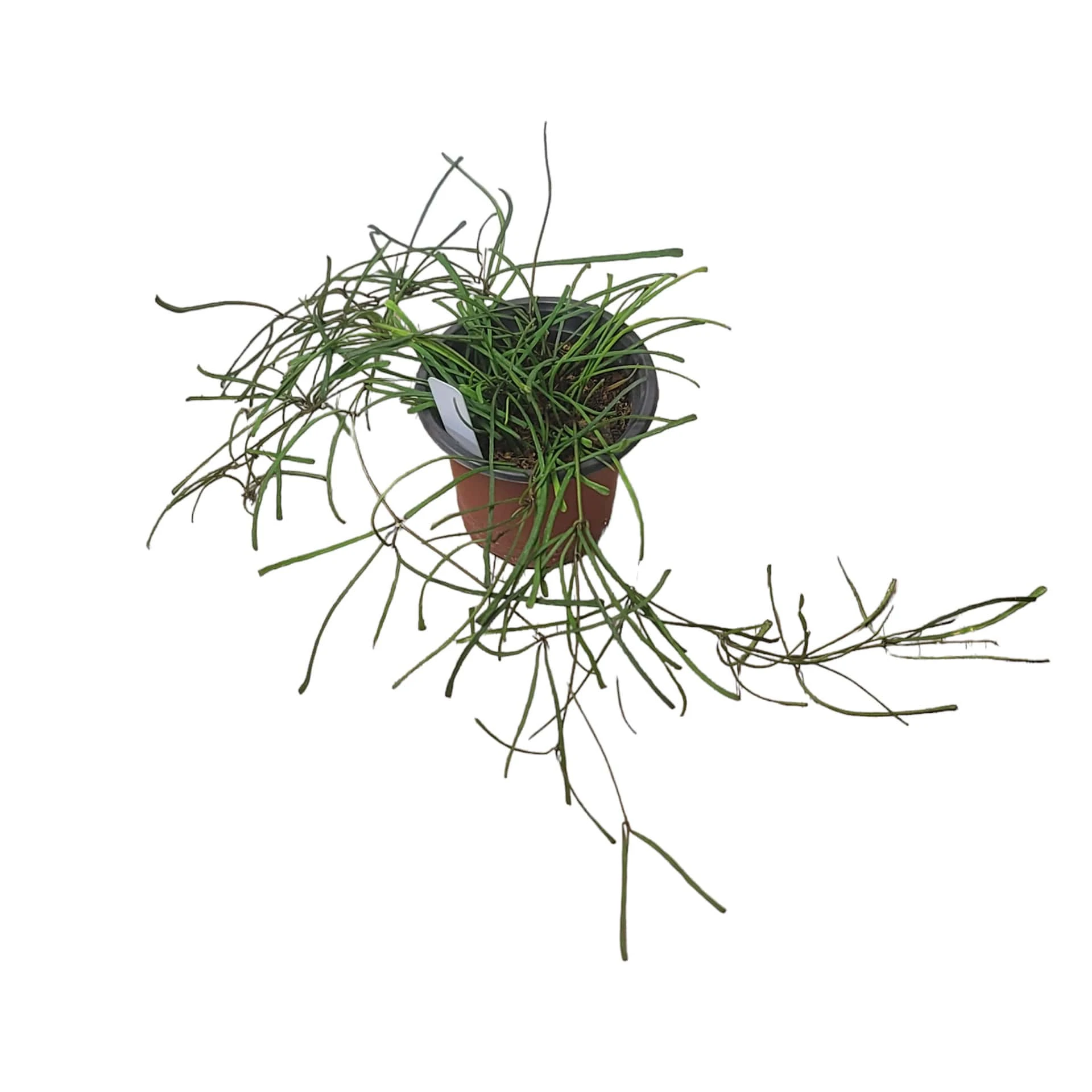 Hoya Retusa - LIVE 4" Potted Plant - Rare Plants - FREE SHIPPING - Image 7