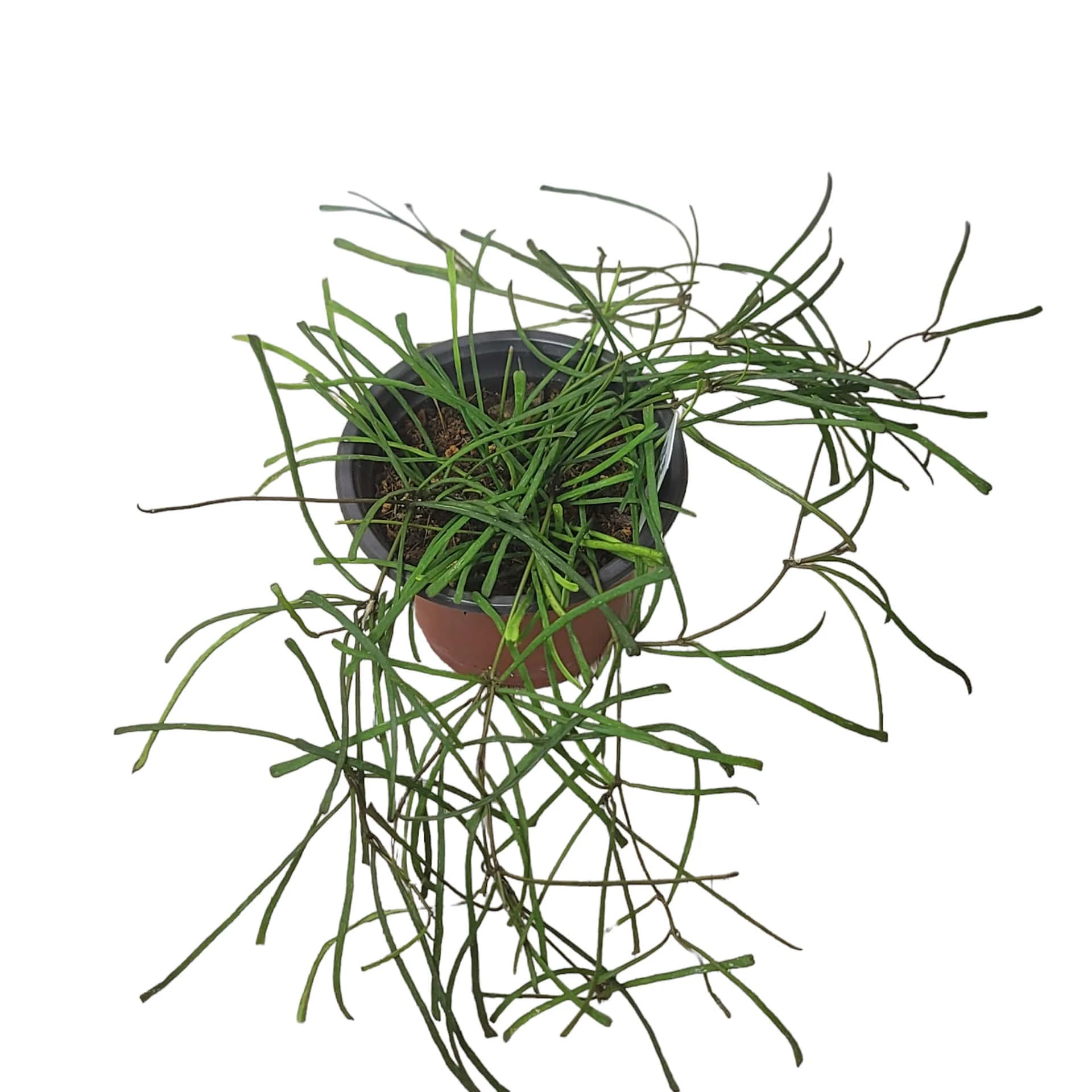 Hoya Retusa - LIVE 4" Potted Plant - Rare Plants - FREE SHIPPING - Image 8