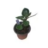 Hoya Chelsea - LIVE 4" Potted Plant - Wax Plant - Rare Plants - FREE SHIPPING