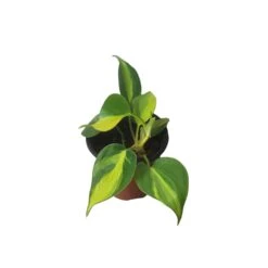 Philodendron Brasil - LIVE 4" Potted Plant - FREE SHIPPING