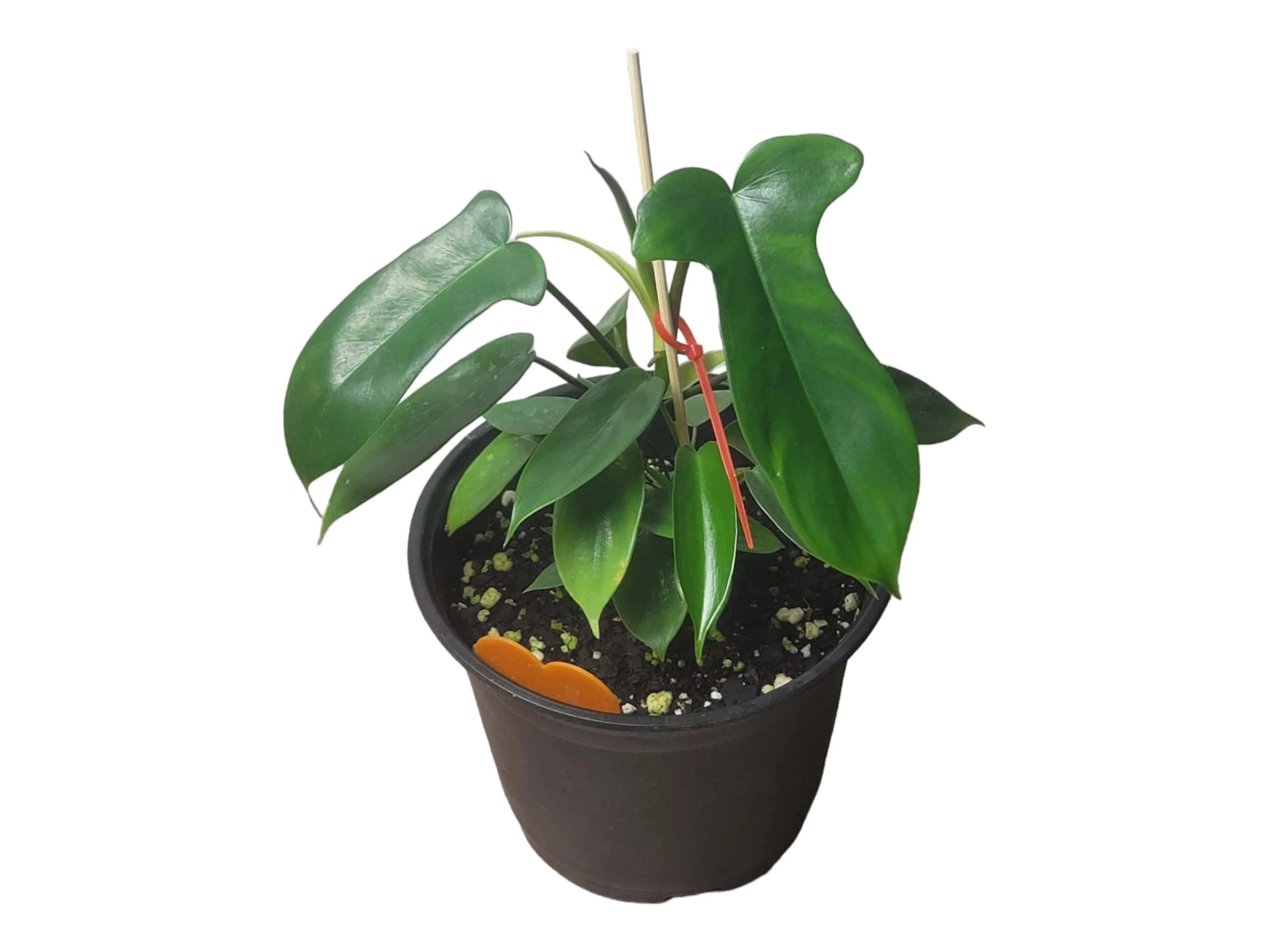 Philodendron Florida - LIVE 4" Or 6" Potted Plant - FREE SHIPPING - Image 11