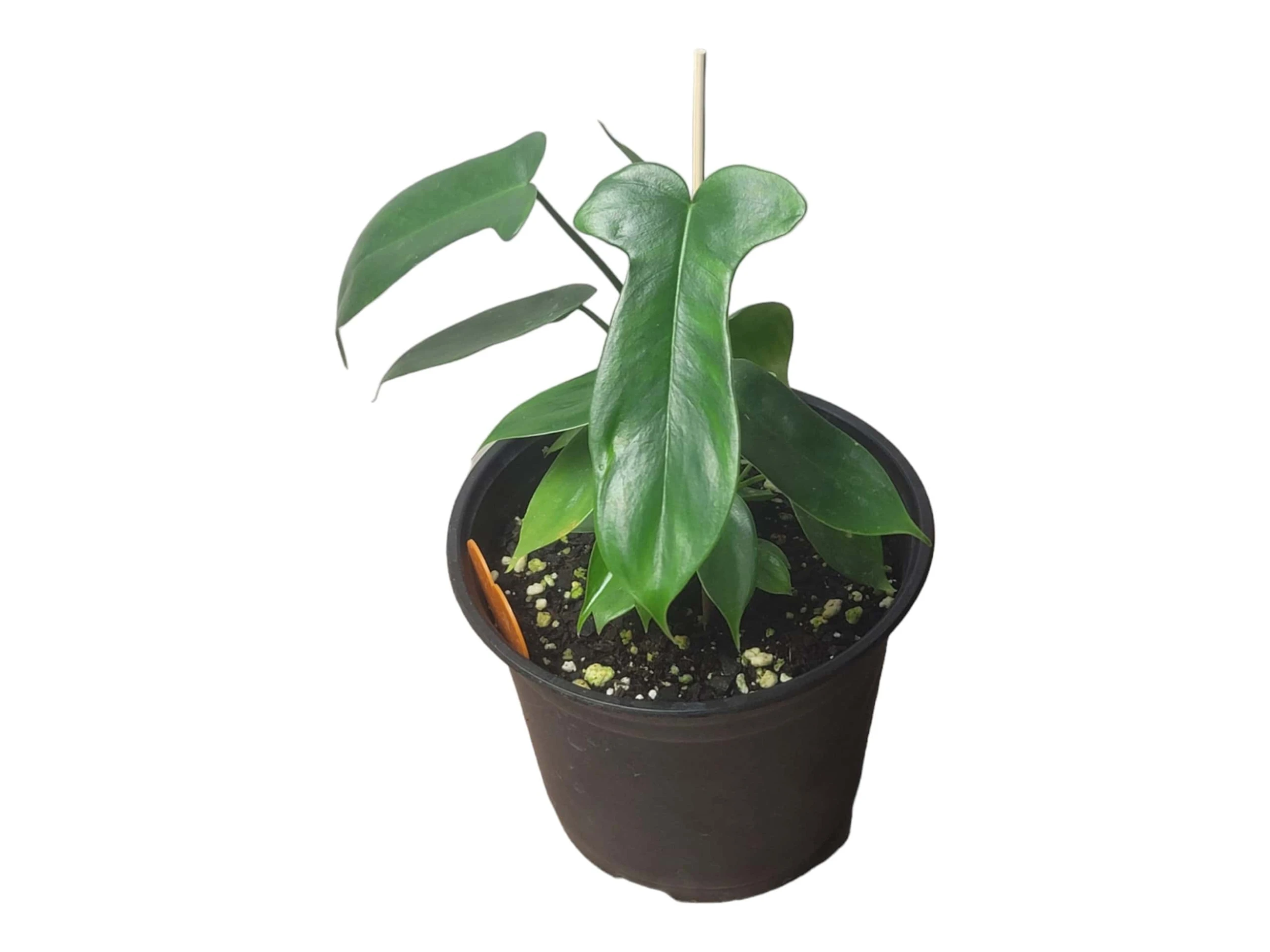 Philodendron Florida - LIVE 4" Or 6" Potted Plant - FREE SHIPPING - Image 10