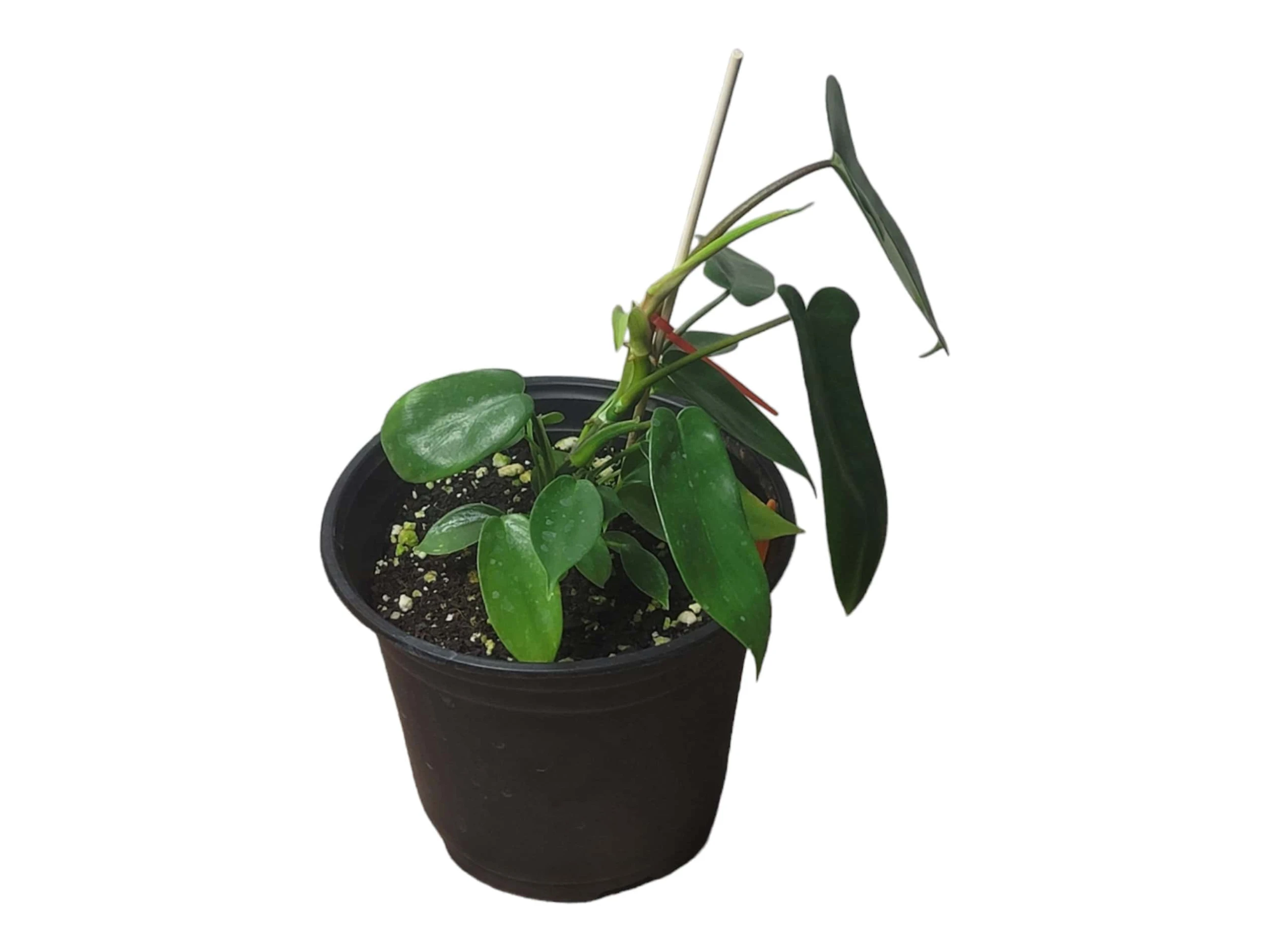 Philodendron Florida - LIVE 4" Or 6" Potted Plant - FREE SHIPPING - Image 12