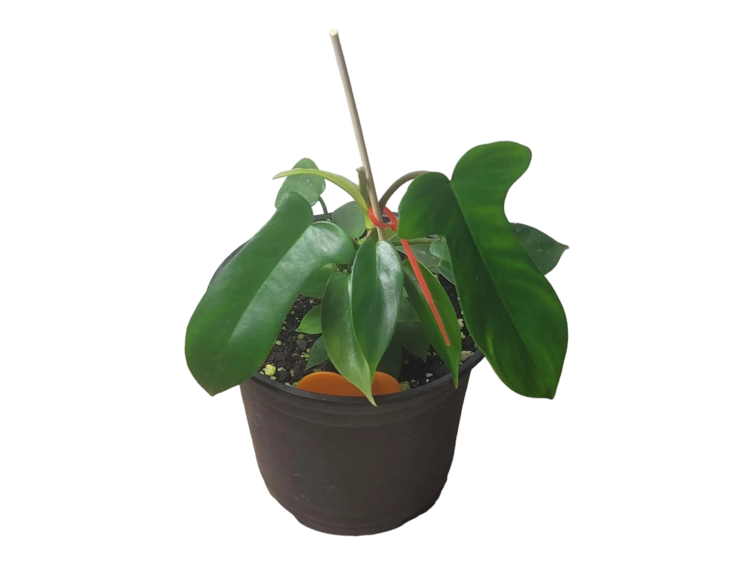 Philodendron Florida - LIVE 4" Or 6" Potted Plant - FREE SHIPPING - Image 13