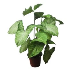 Syngonium White Butterfly - LIVE 4" Or 6" Potted Plant - Syngonium Podophyllum - FREE SHIPPING