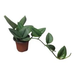 Scindapsus Sterling Silver - Moonlight Scindapsus Treubii - LIVE 4" Potted Plant - FREE SHIPPING