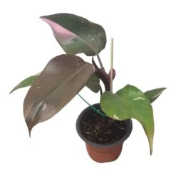 Philodendron Pink Princess - LIVE 4" Potted Plant - FREE SHIPPING