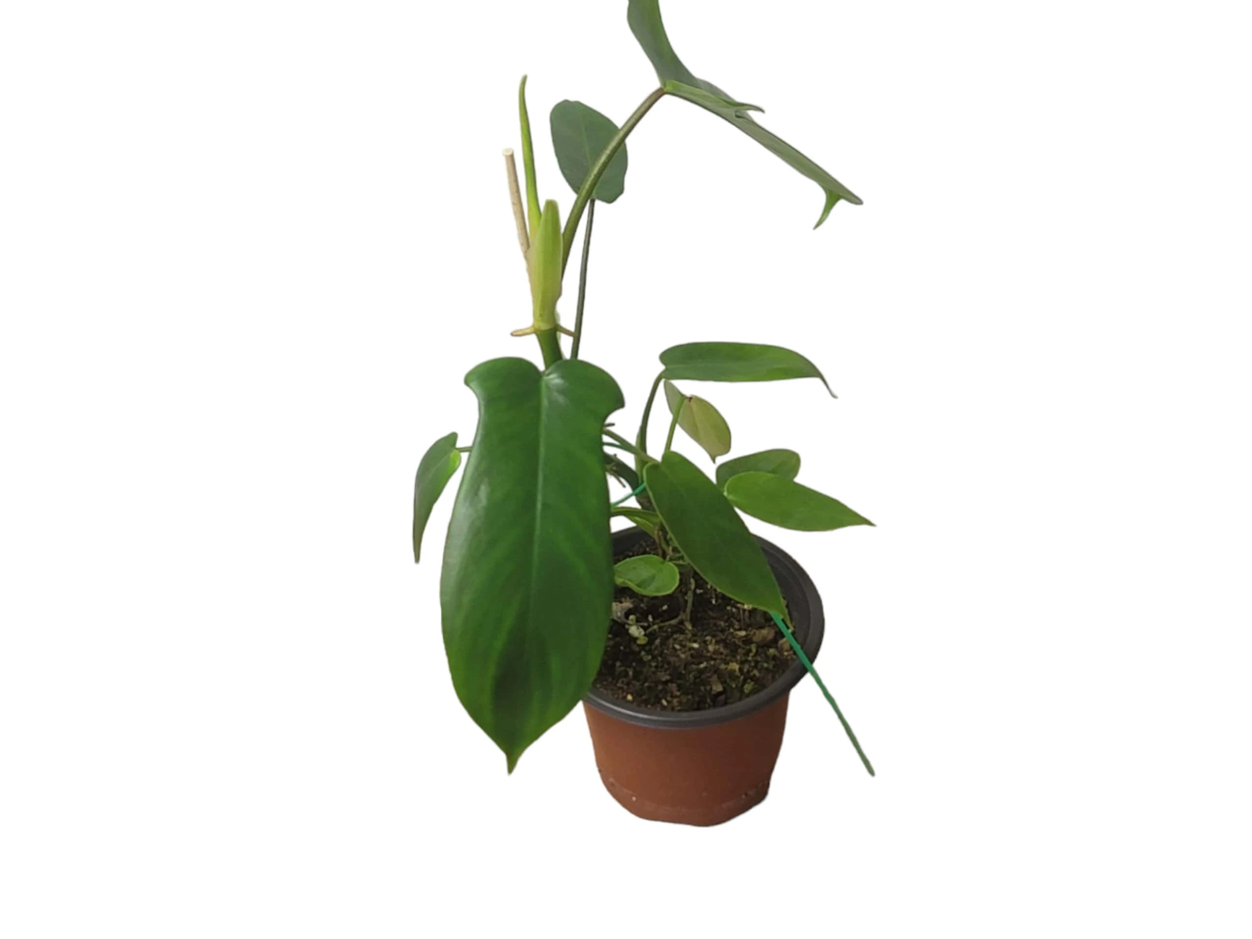 Philodendron Florida - LIVE 4" Or 6" Potted Plant - FREE SHIPPING - Image 9