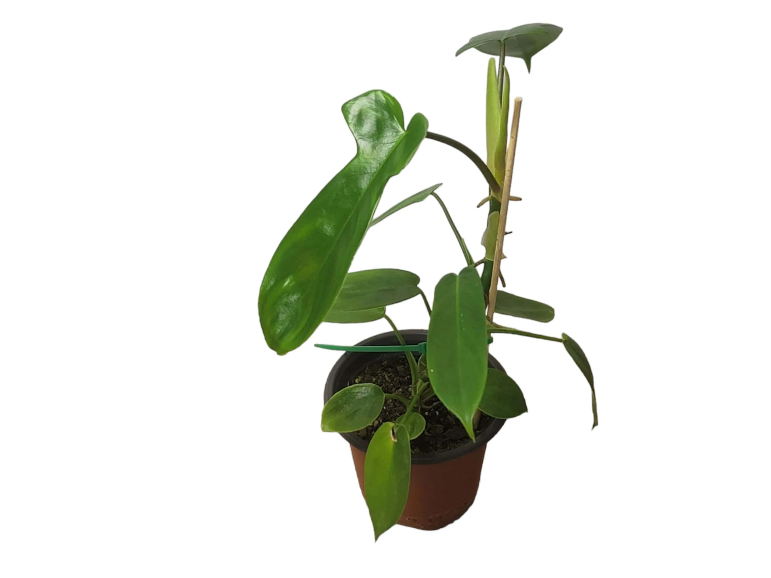 Philodendron Florida - LIVE 4" Or 6" Potted Plant - FREE SHIPPING - Image 8