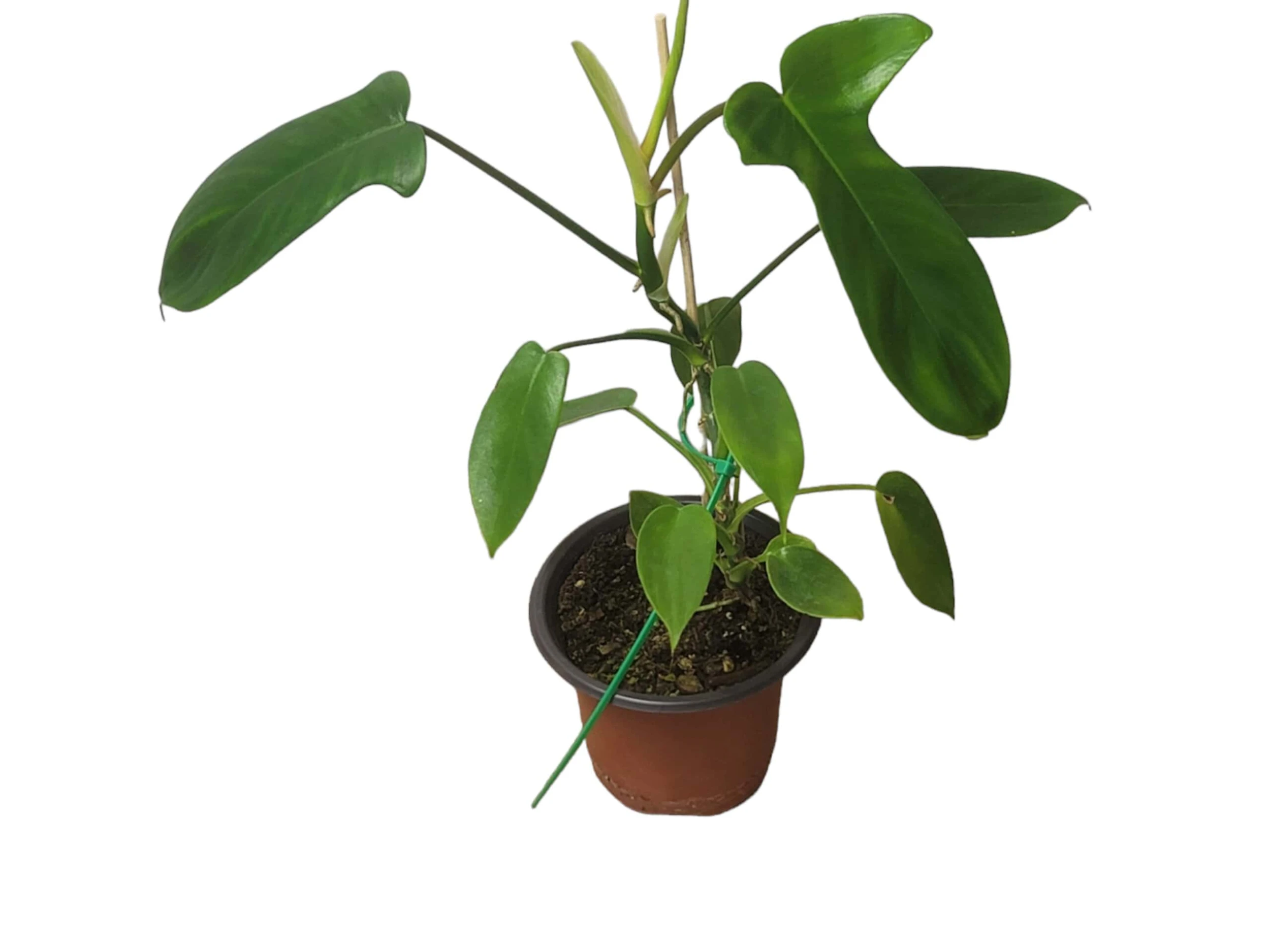 Philodendron Florida - LIVE 4" Or 6" Potted Plant - FREE SHIPPING
