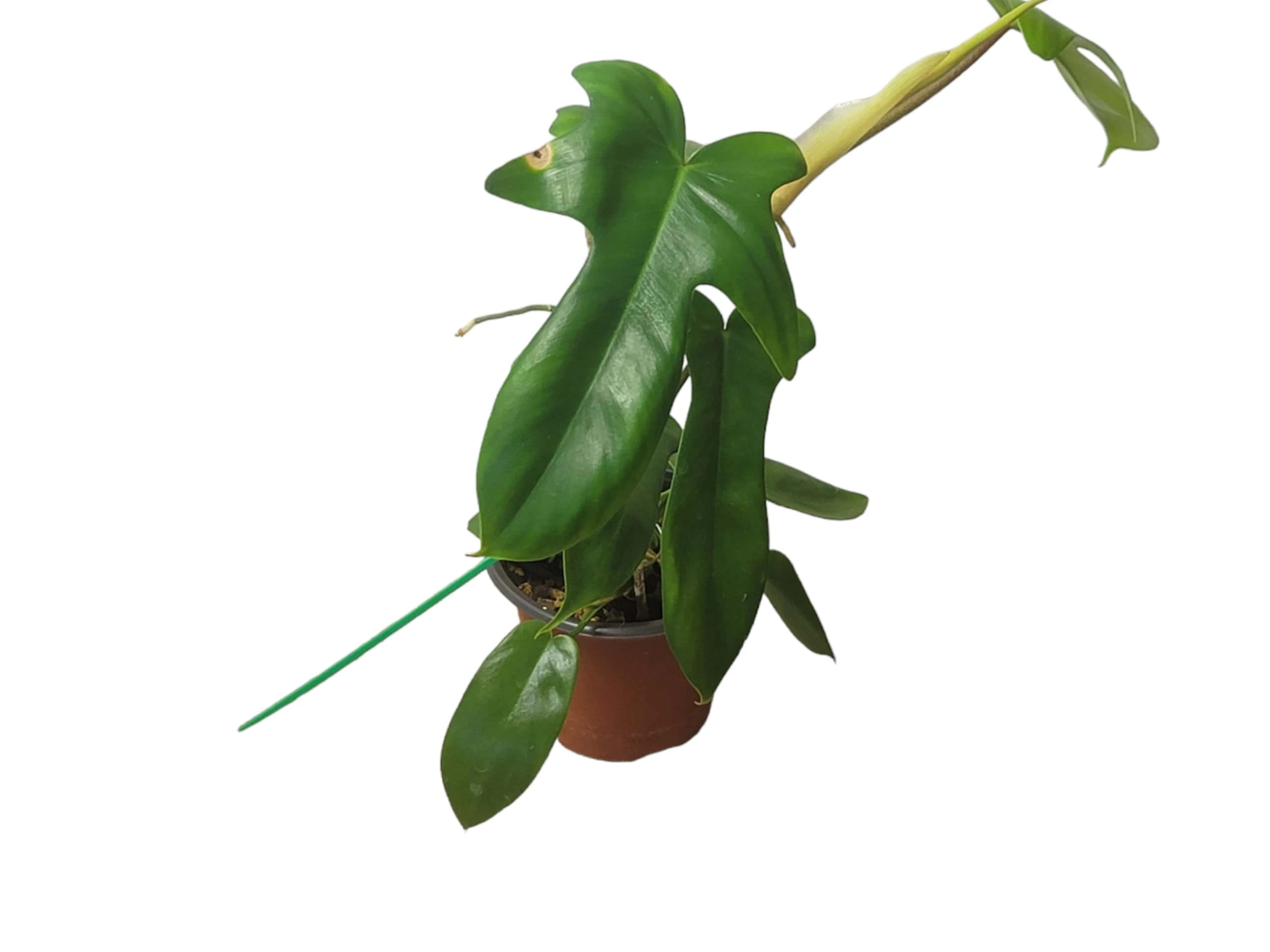 Philodendron Florida - LIVE 4" Or 6" Potted Plant - FREE SHIPPING - Image 7