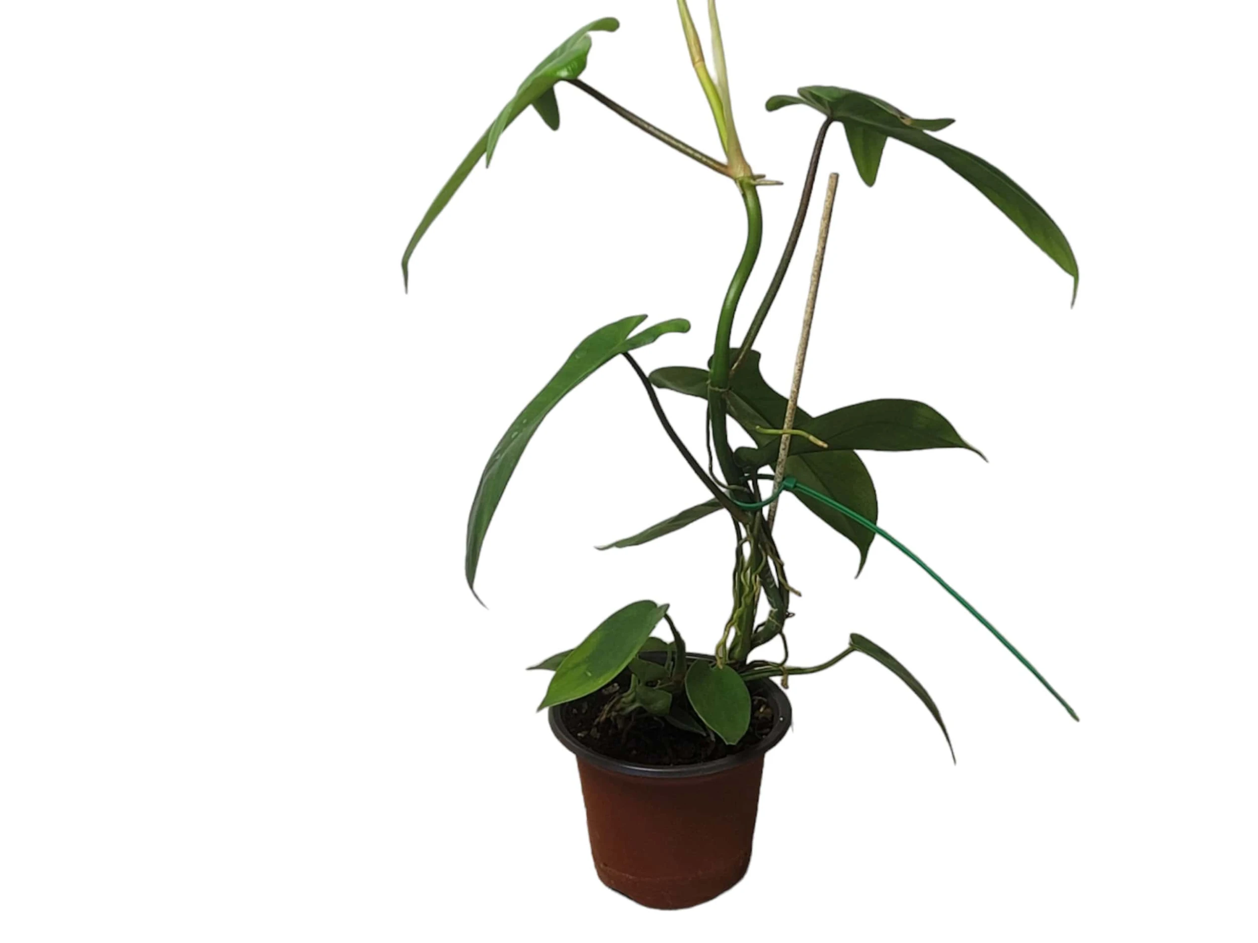 Philodendron Florida - LIVE 4" Or 6" Potted Plant - FREE SHIPPING - Image 5
