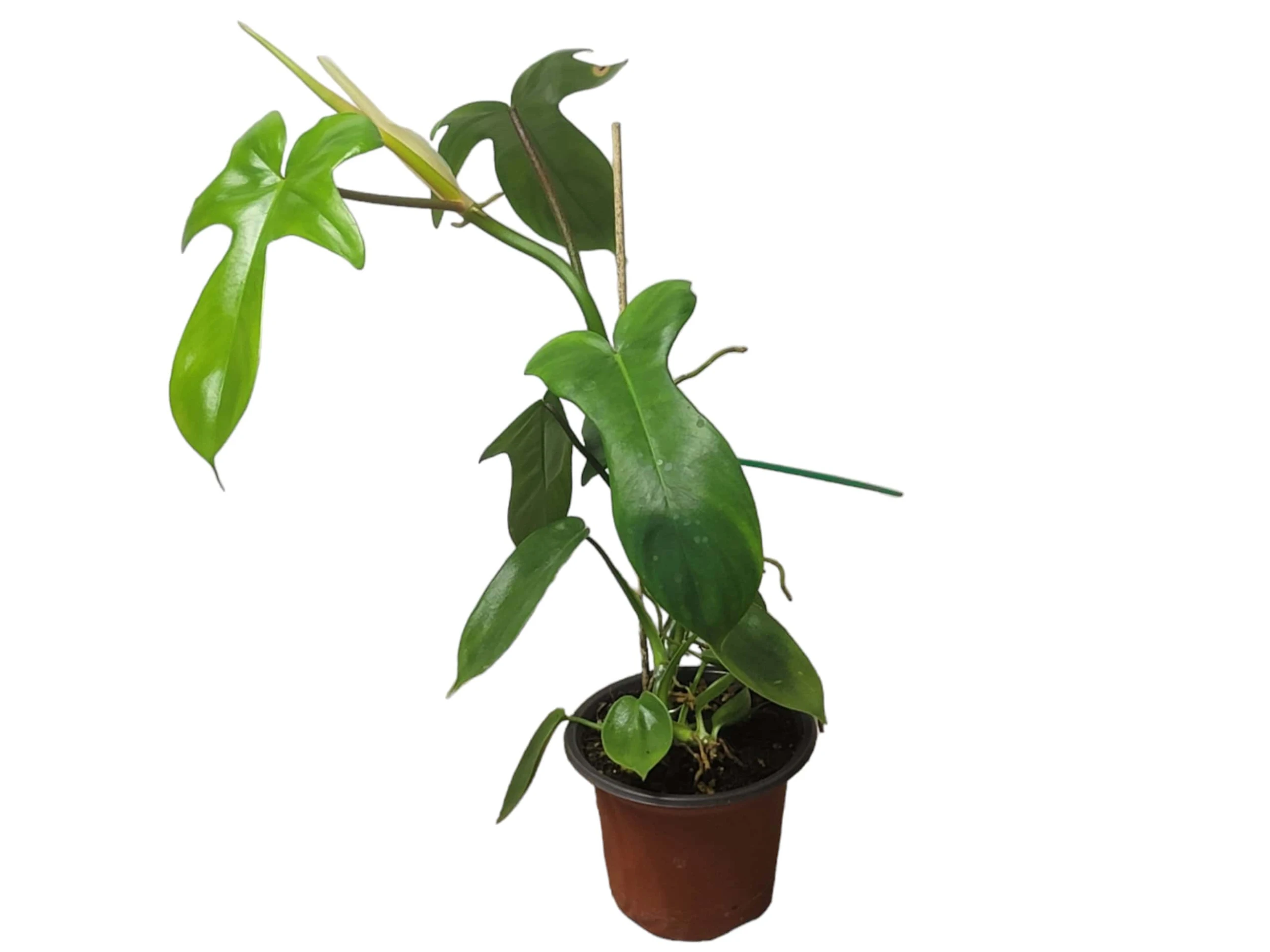Philodendron Florida - LIVE 4" Or 6" Potted Plant - FREE SHIPPING - Image 4